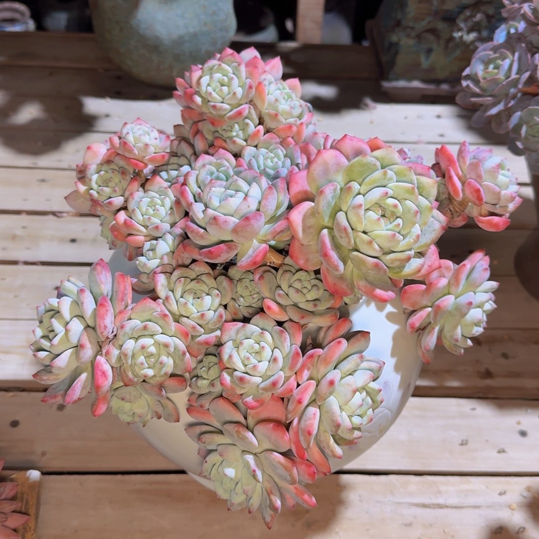 万***点多肉植物的生长发育与生长