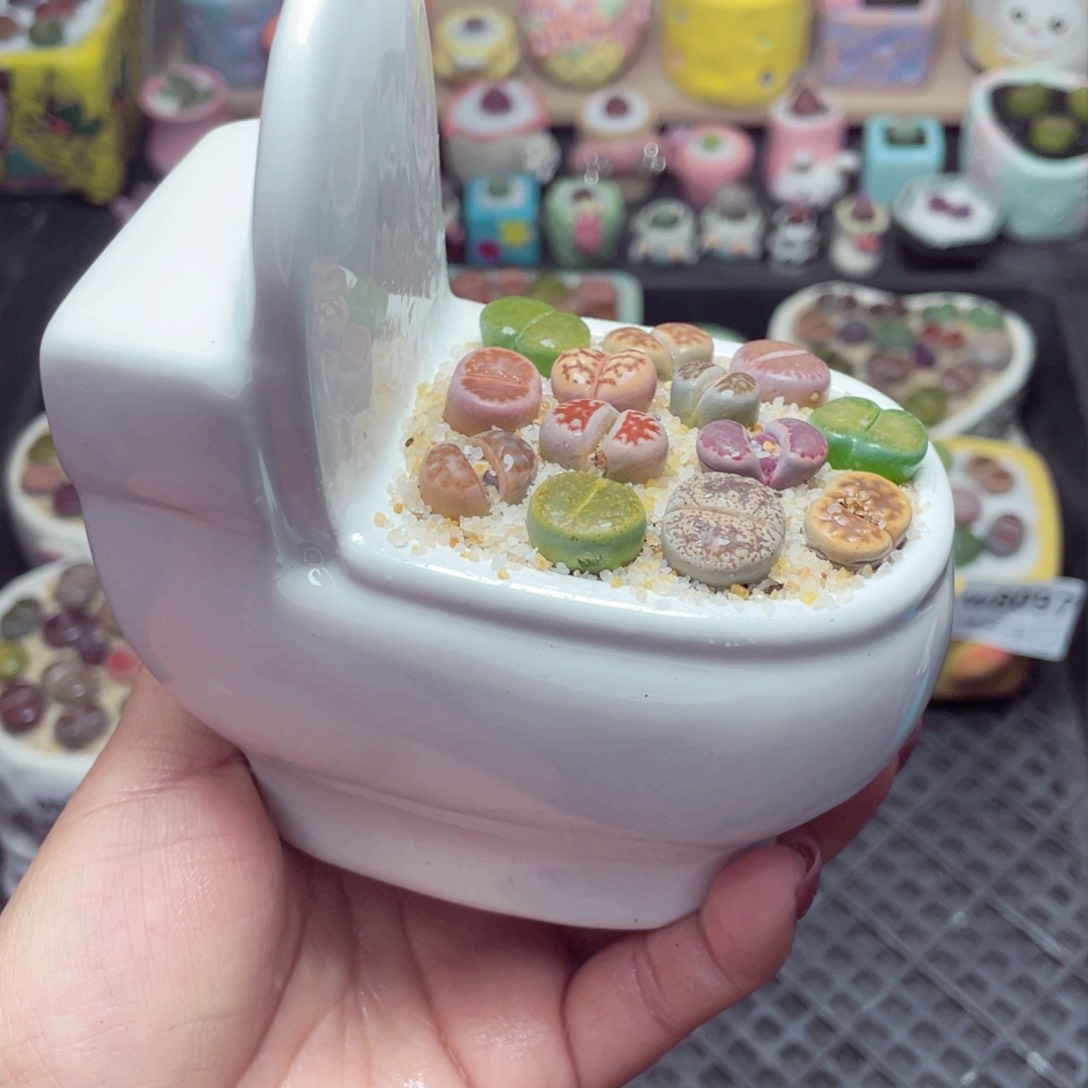 w8099 带盆土发货-零下地区拍保温箱