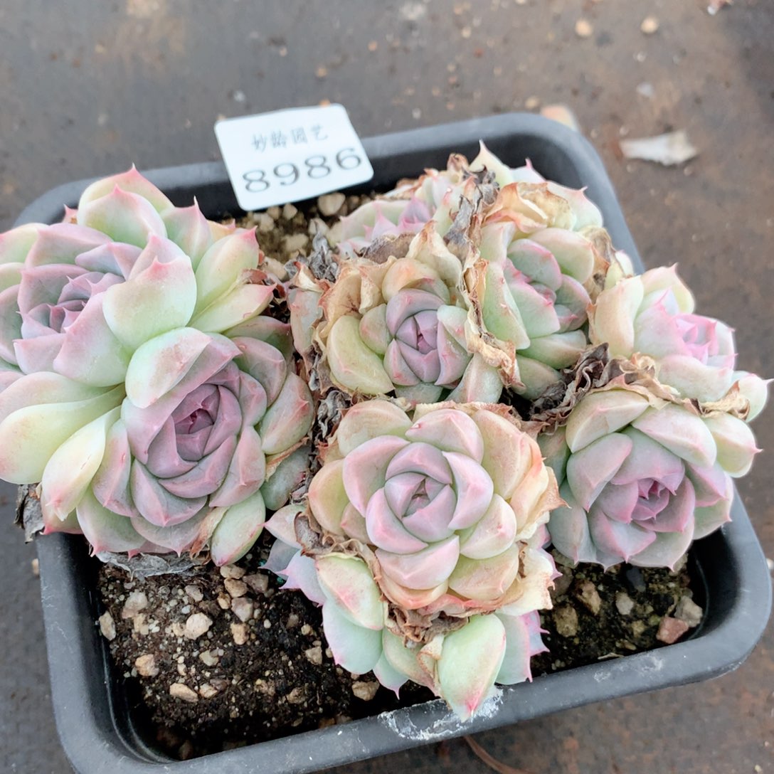 8986杂交多肉植物基地