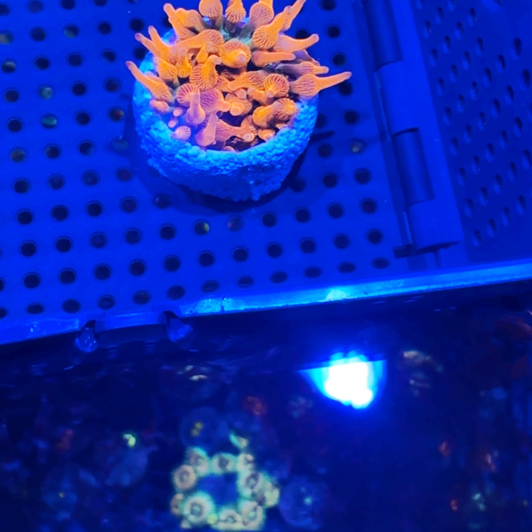 戈***瑞纽扣珊瑚宿务红奶嘴