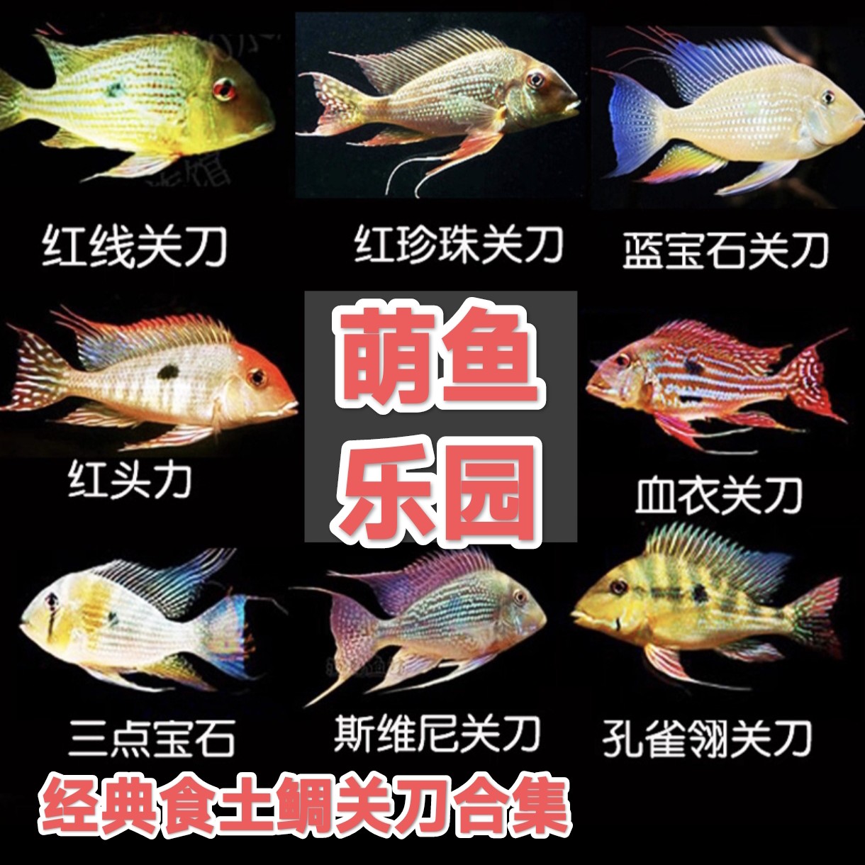 热带观赏鱼南美食土鲷淡水好养耐活