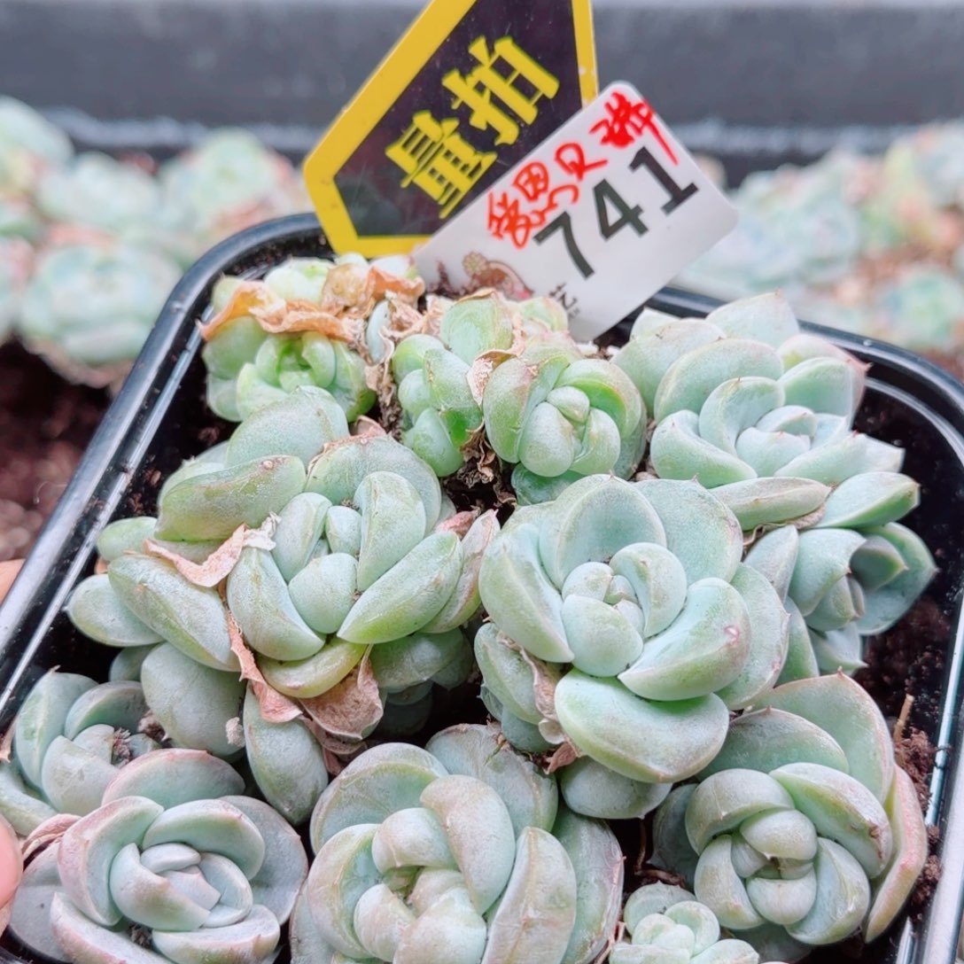 多肉植物多肉植物
