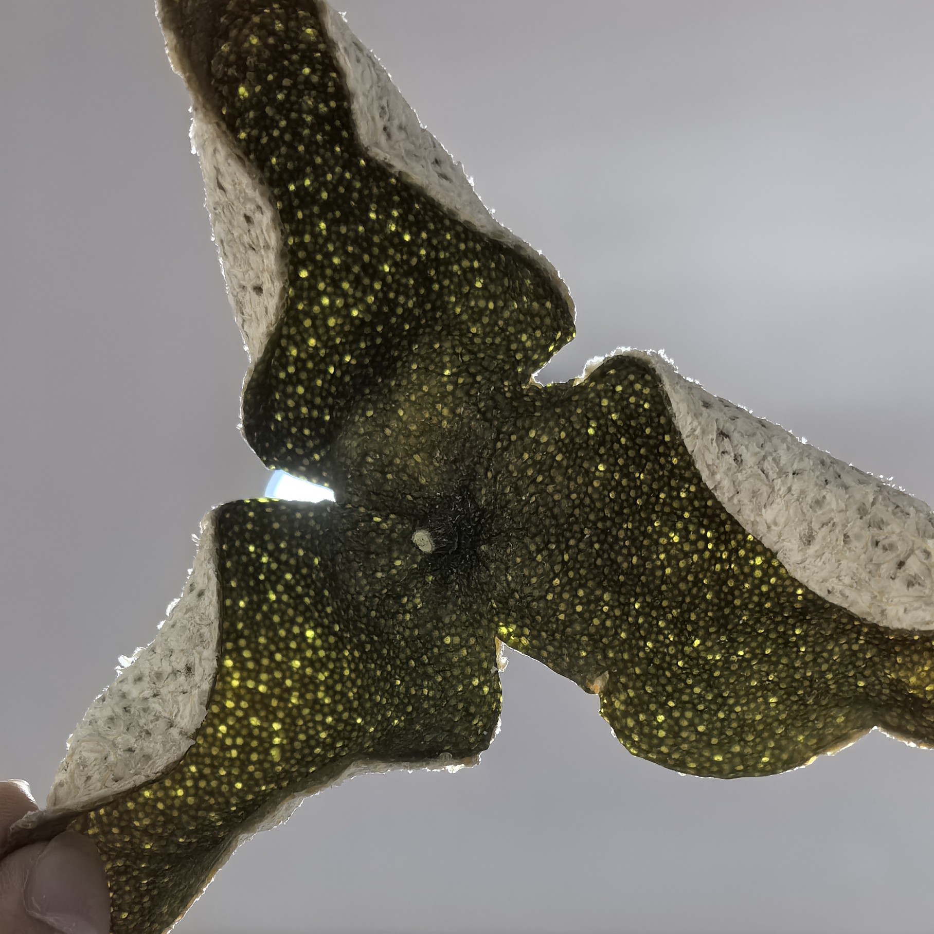 广西浦北2025年茶枝柑大青皮（自然生晒）