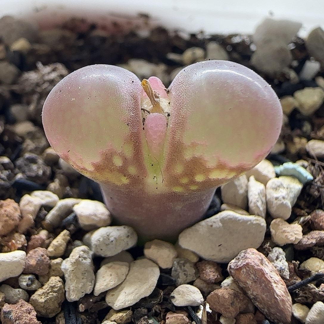 55红风铃带盆土发货