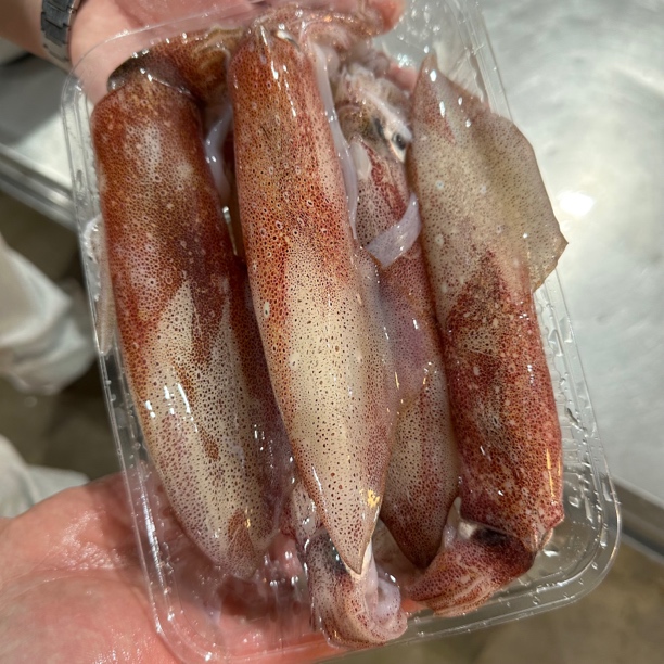 汕尾本港野生海钓鱿鱼 50%左右带籽 包脆包甜包包不缩水