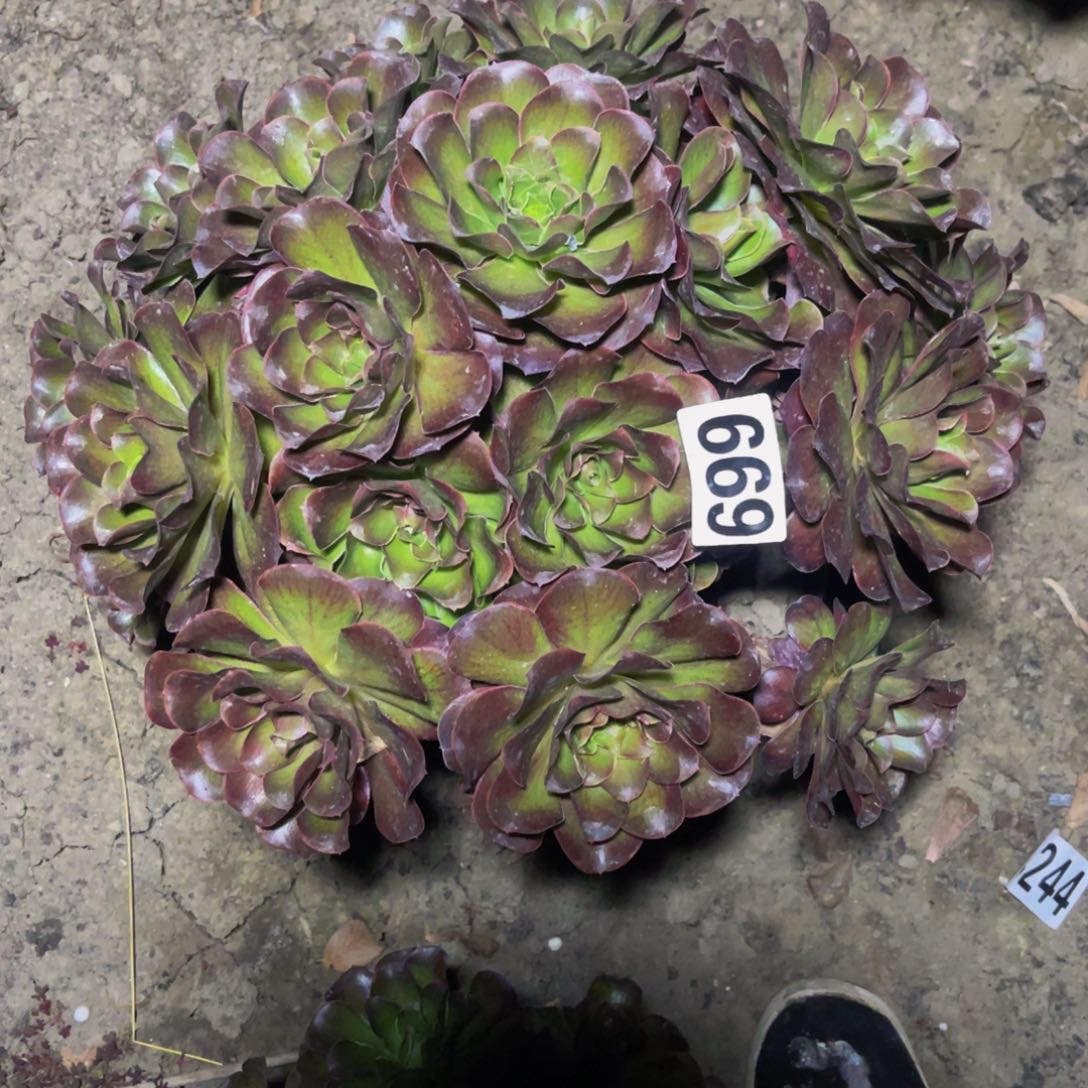 魅金法师16/////////34包邮