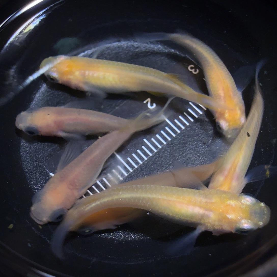 青鳉鱼一物一拍859