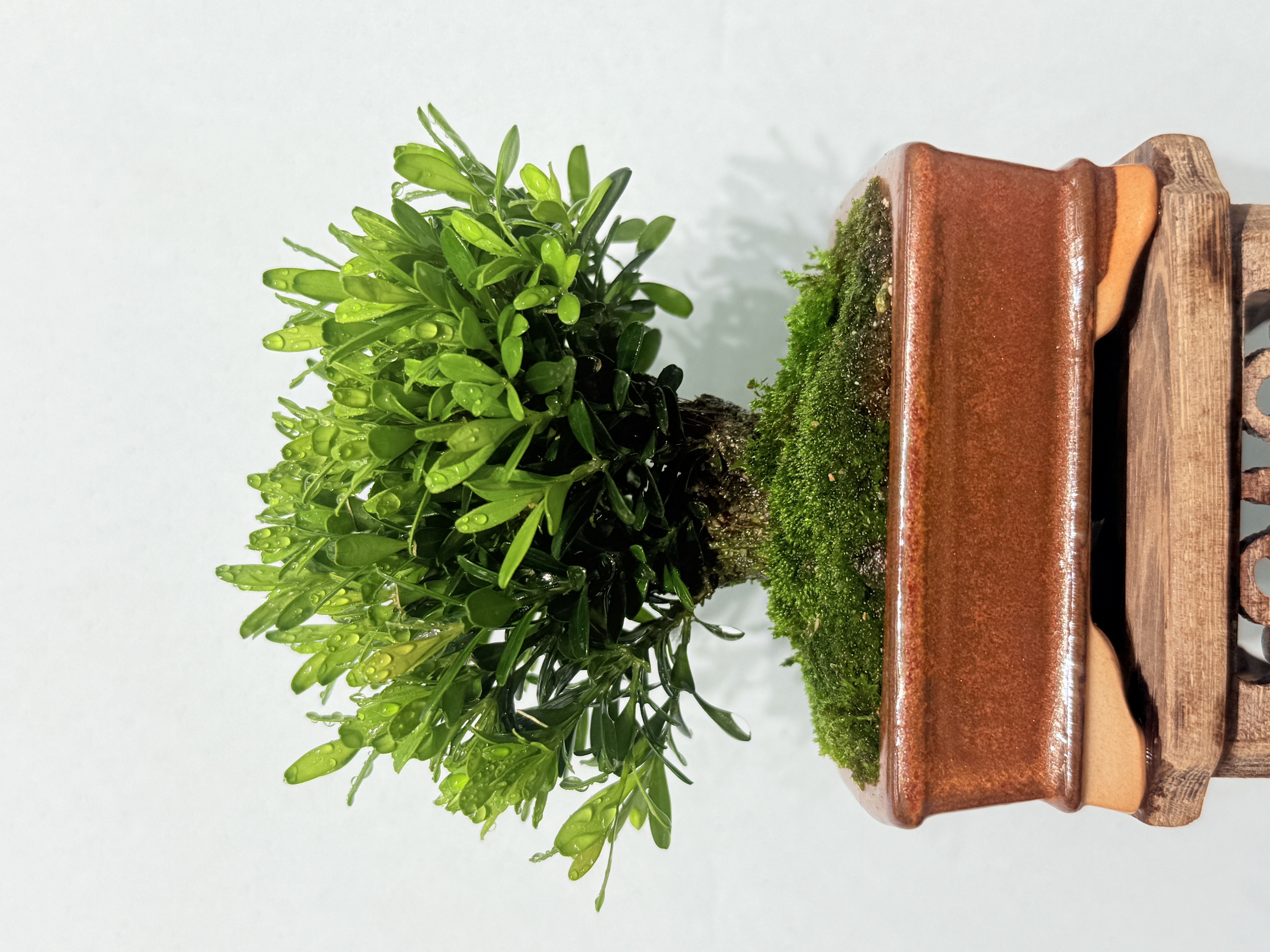 （一物一拍）浙江雀舌皱皮黄杨微盆景室内外观赏花卉绿植