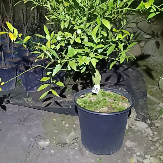 完全开放金钻葫芦果