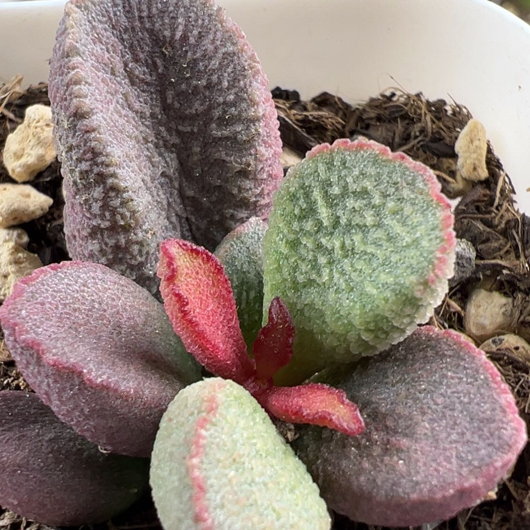 龙渊大苗多肉植物水泡