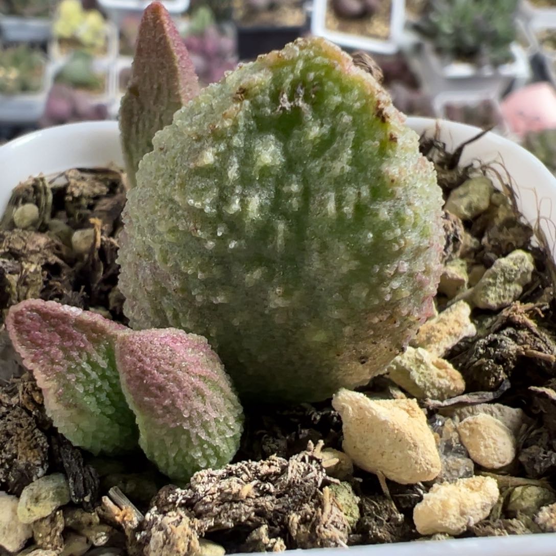 特价实生新品大苗多肉植物水泡