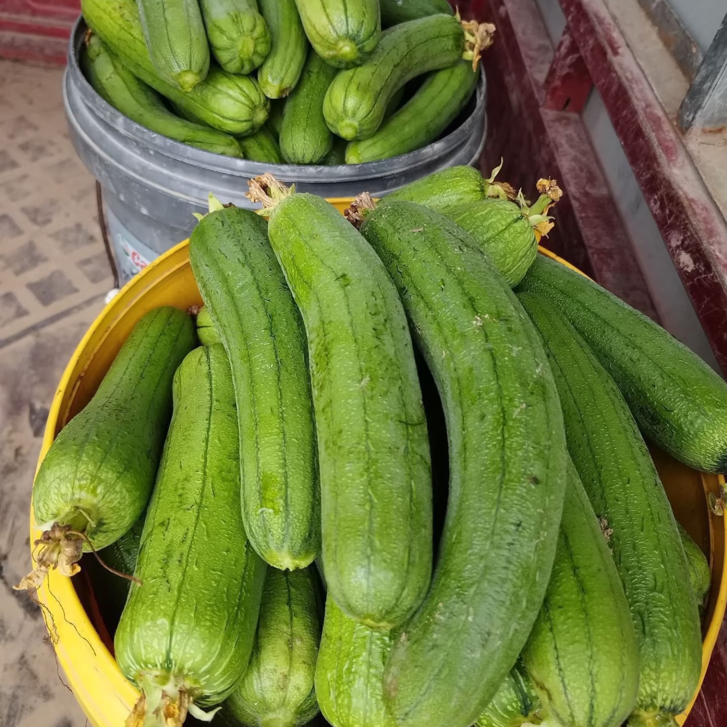 【山货专属】新鲜采摘丝瓜