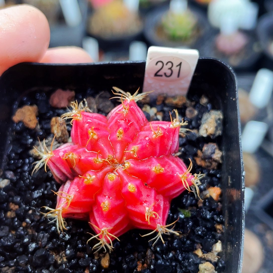 非偏远地区满 25包邮仙人球