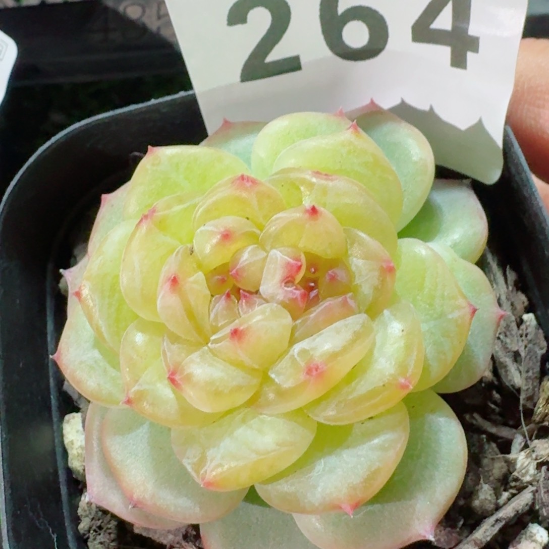 明镜         精品多肉