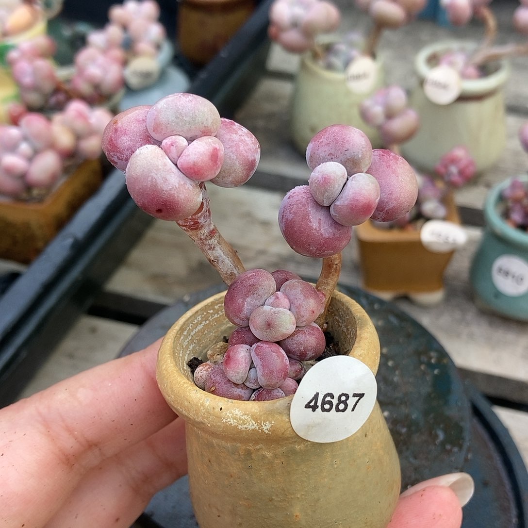 4687糖果腰子蛋带盆土