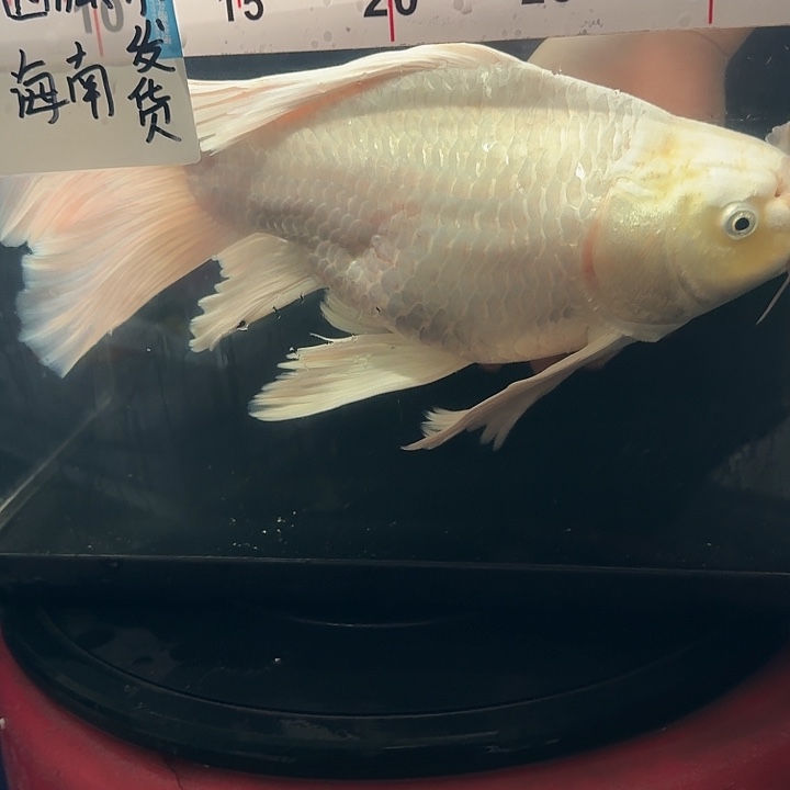 老***葛蝴蝶鲤鱼蝴蝶鲤5 