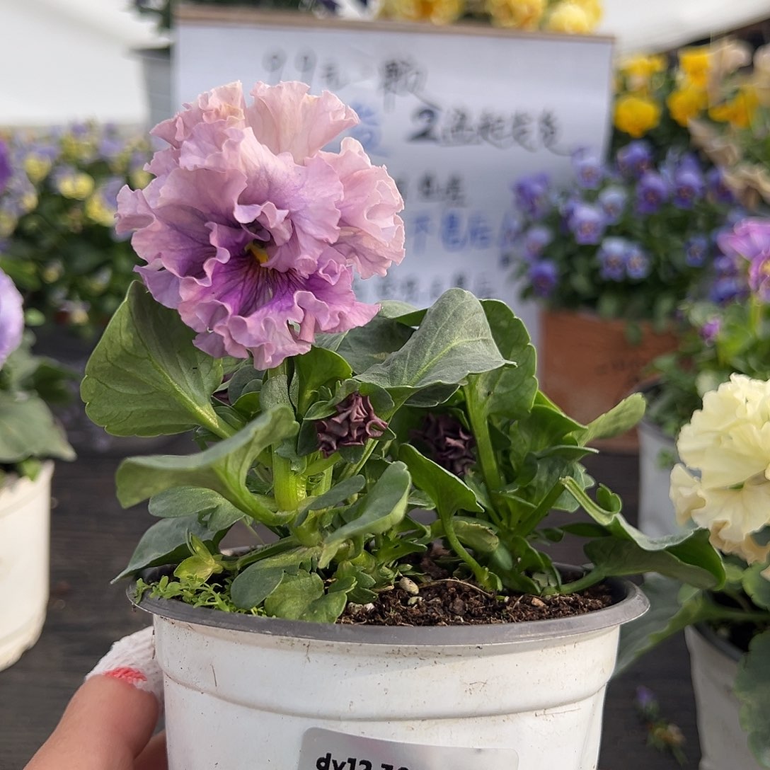当前无花朵，栽培后可花朵98号
