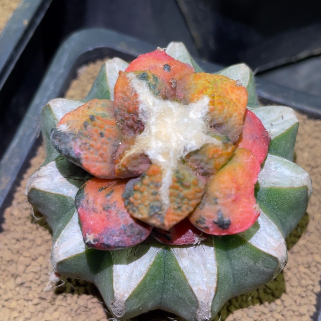 花锦龟甲牡丹锦 仙人球