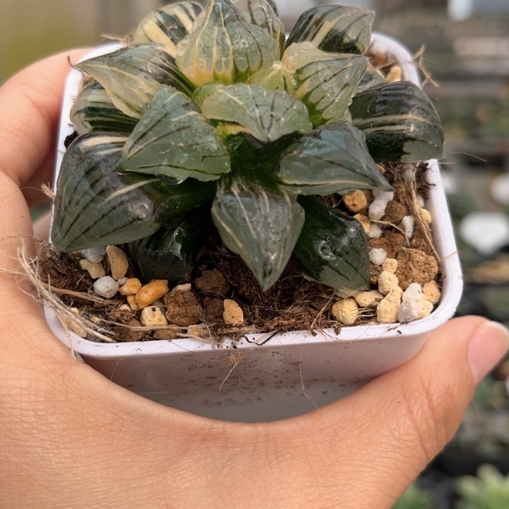 西瓜锦嘿嘿嘿嘿嘿嘿