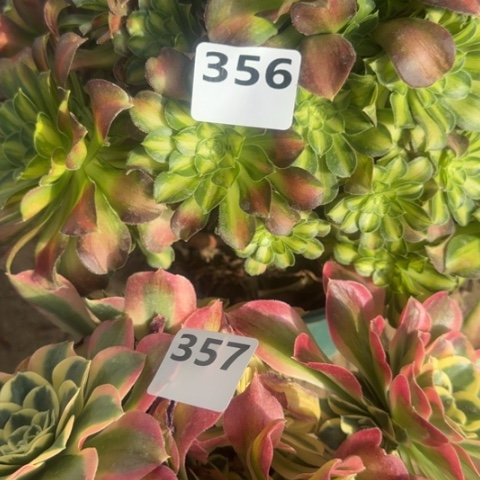 法师韶华雨花石18-24