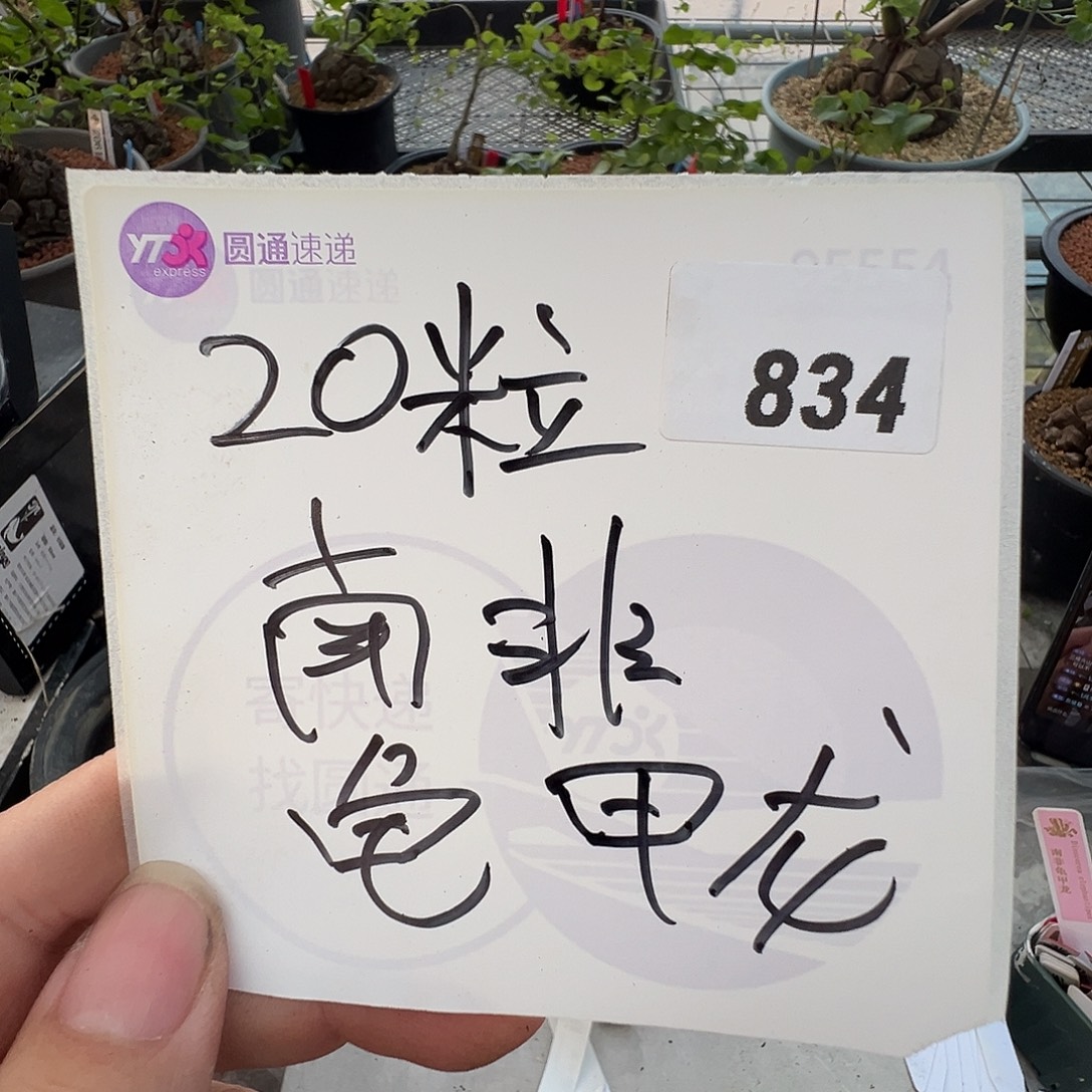 多肉植物专拍植物不退换 一物一拍 834