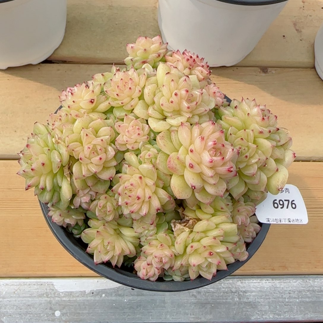 麦秆群，带盆发不包整6976