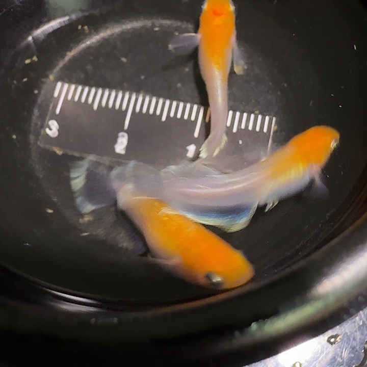 青鳉鱼一物一拍581