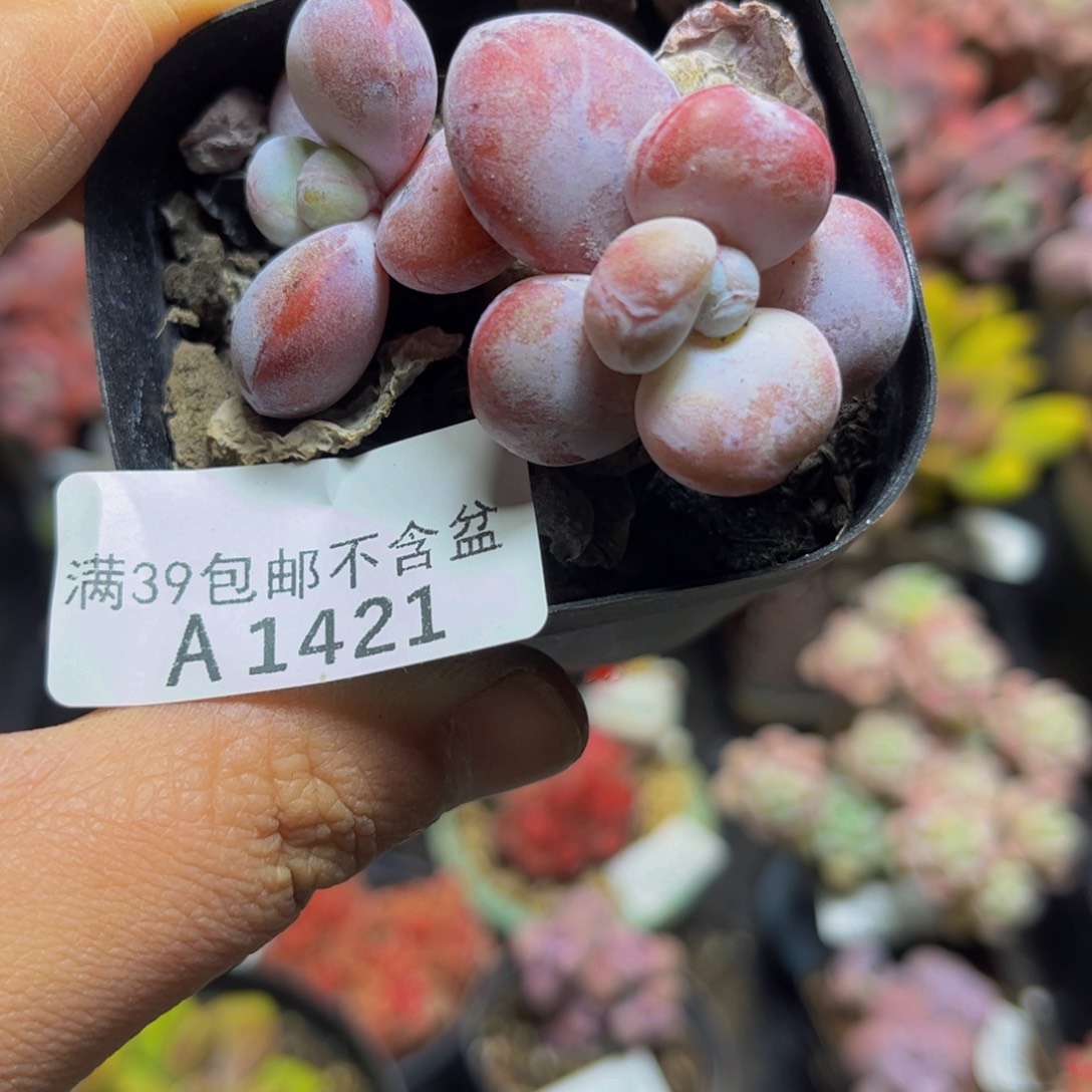 1421雪美人5厘米多肉