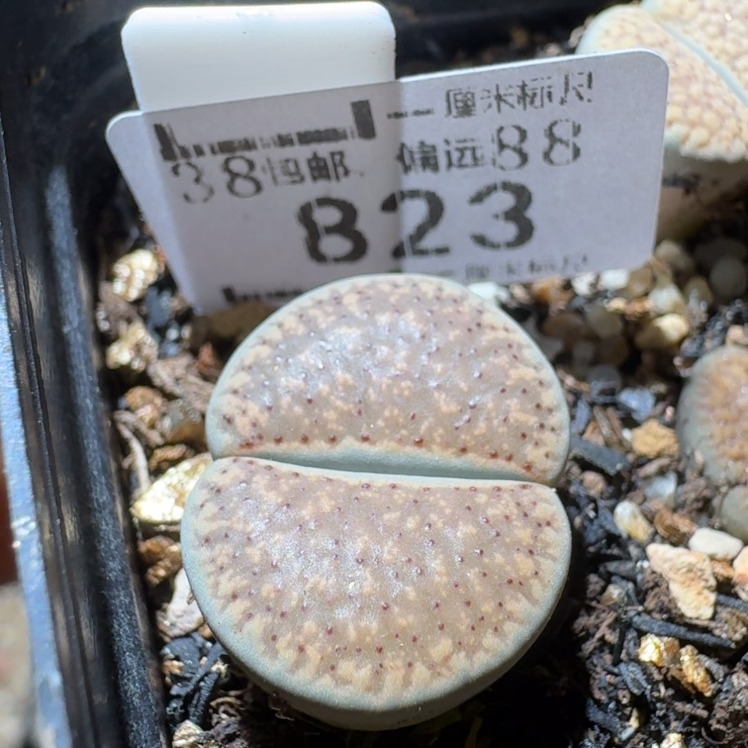 Sss精品便宜清823