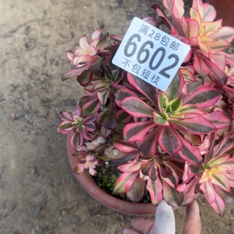 魅影多肉植物法师6602