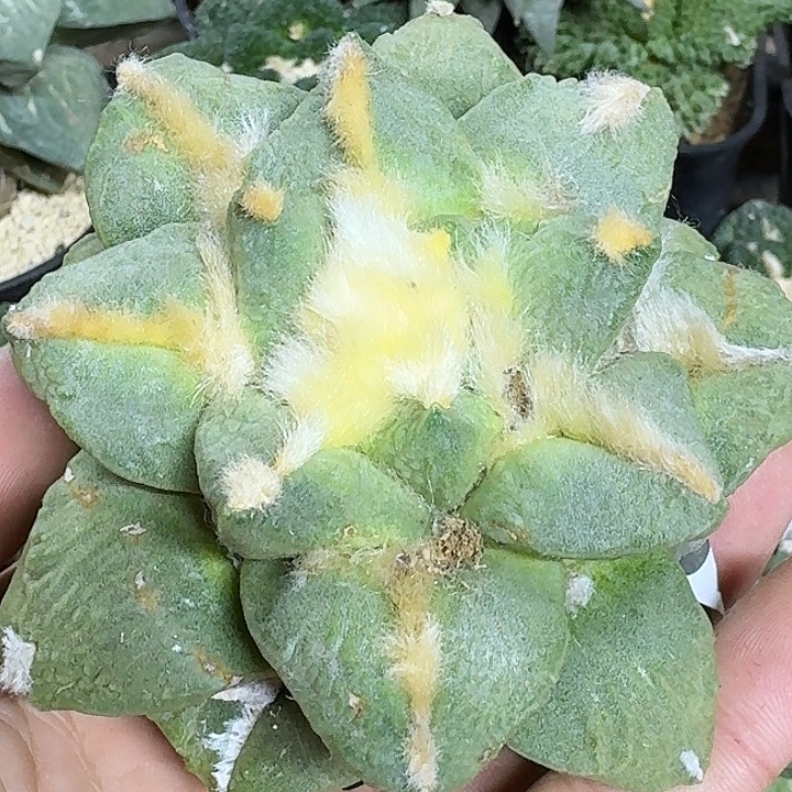 无花朵落地白肌大牡丹920