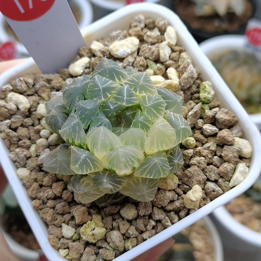 170号糊斑白赤线玉露锦一物一拍带盆土