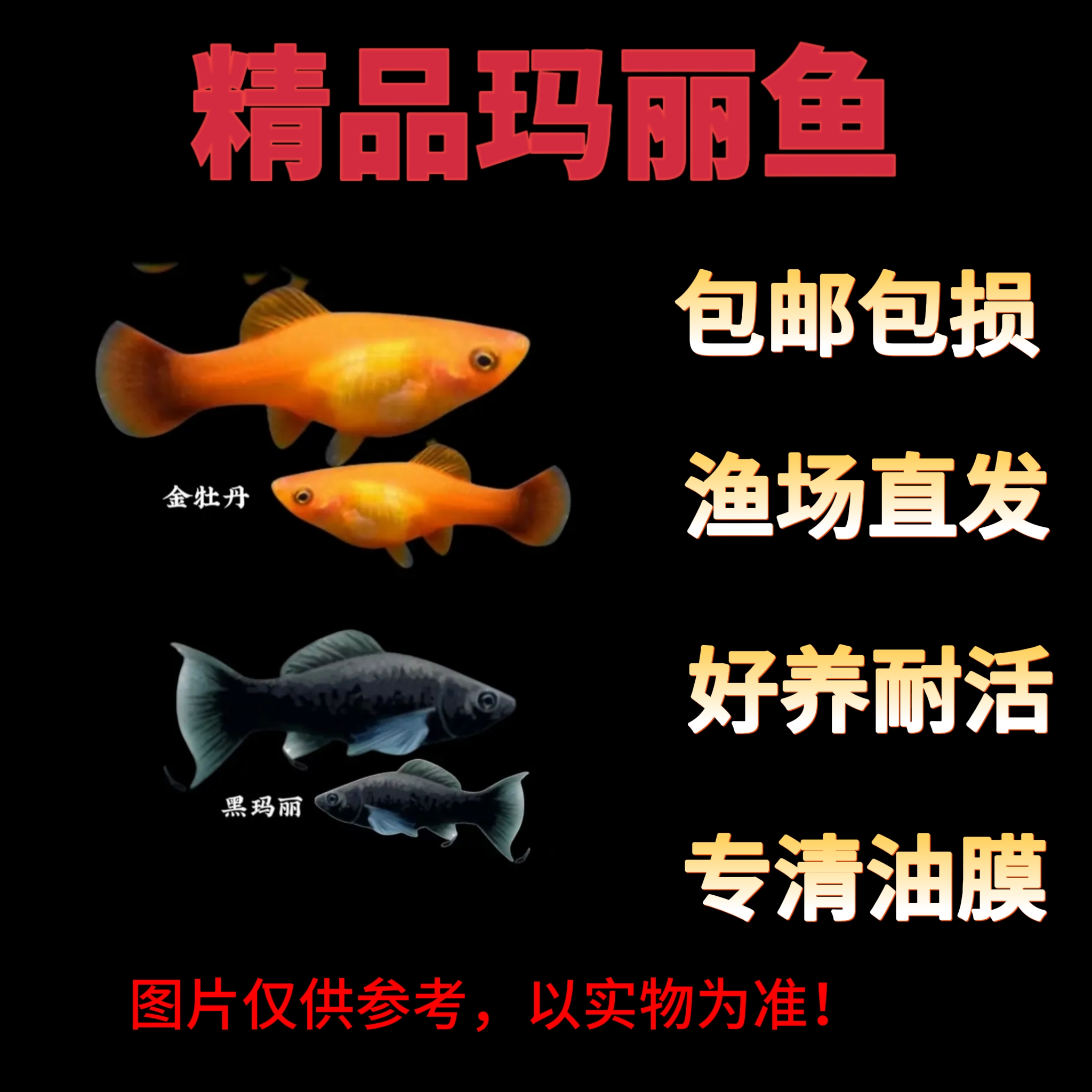 【玛丽组合】 小型热带玛丽鱼淡水鱼胎生鱼好养易繁殖