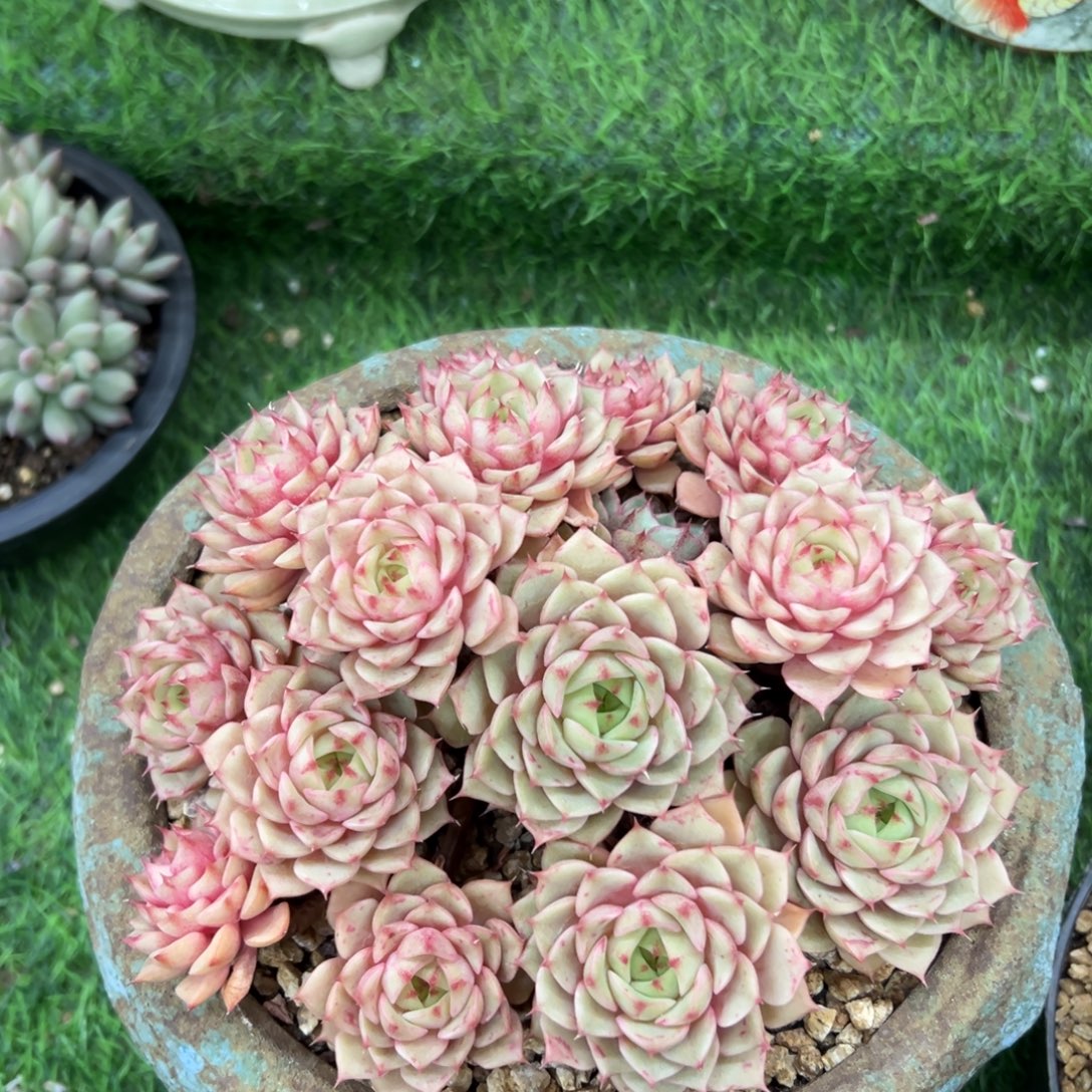 笨吧蒂斯一物一拍