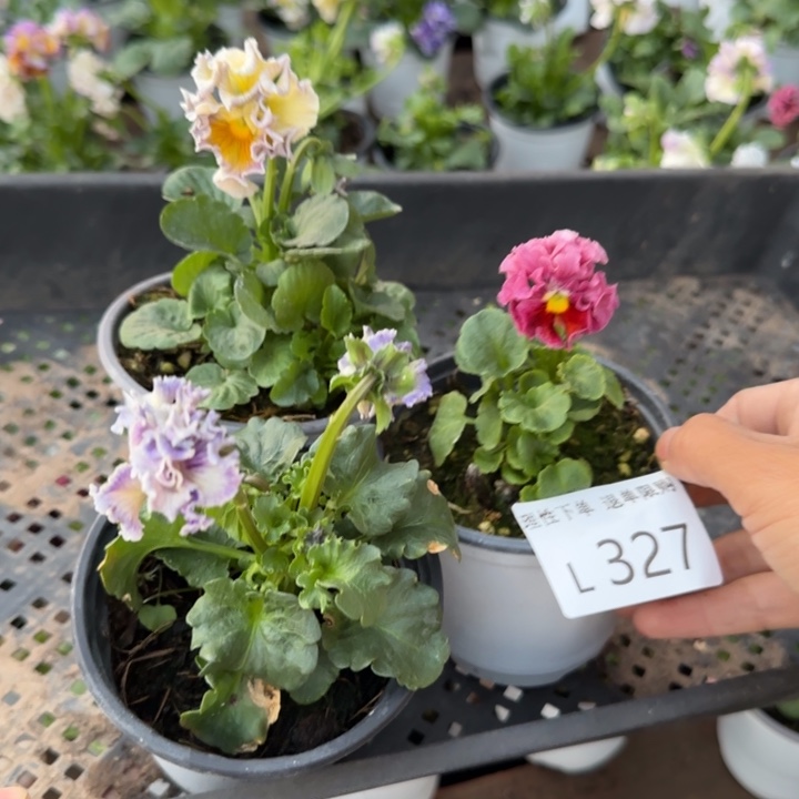 无花朵L327三棵角堇小苗一物一拍苗晃