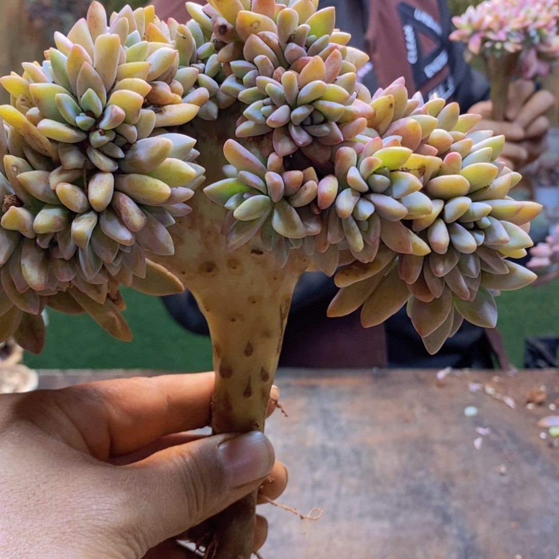 岁**歌163号淡雪缀多肉