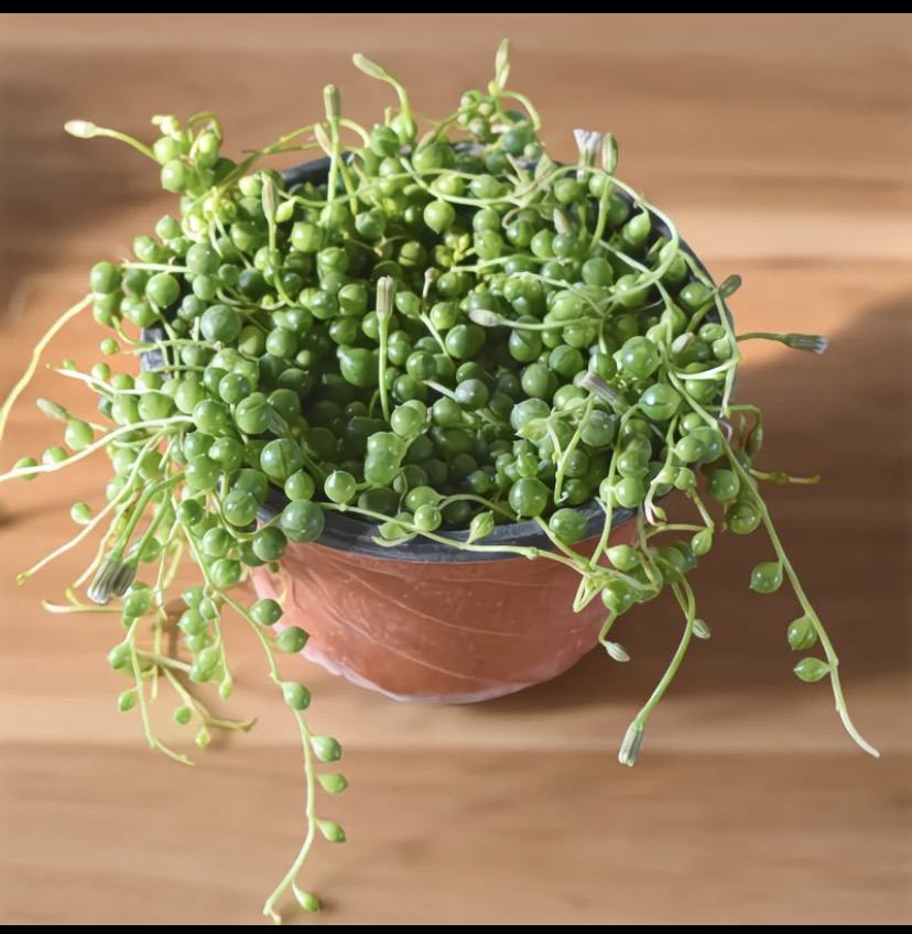 福珠多肉植物吊篮带花苞一盆