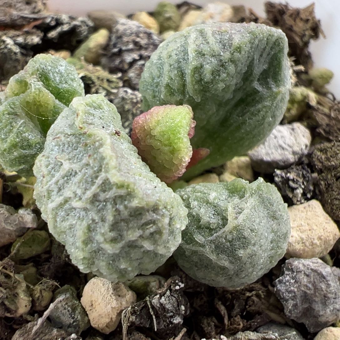 实生新品多肉植物水泡多肉植物