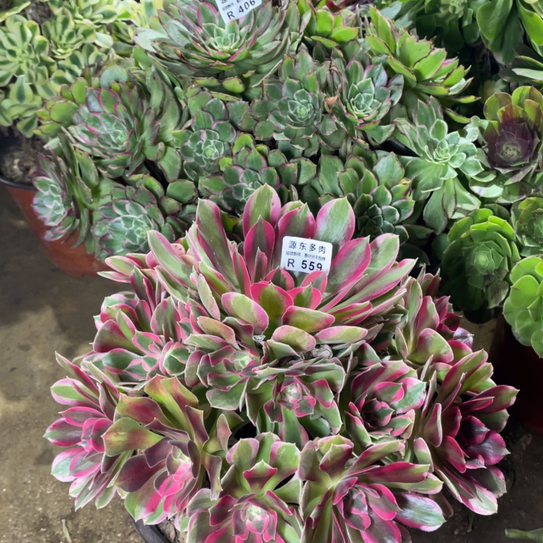 559妖月多肉法师断枝不包