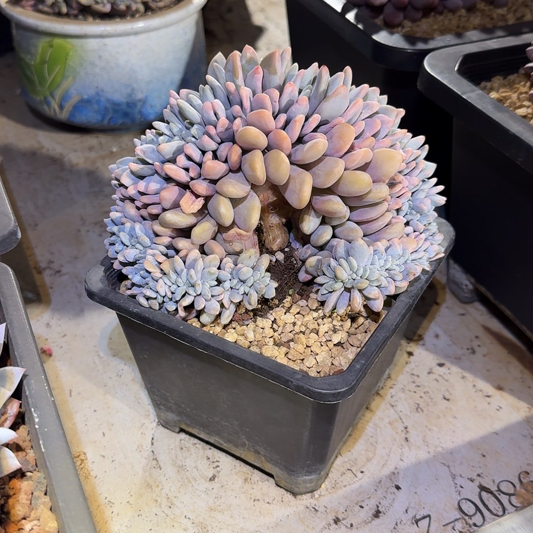 粉兔缀化多肉16公分