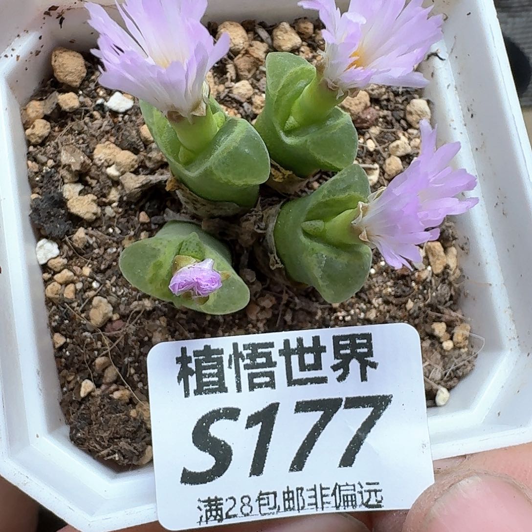 多肉植物的润泽egv