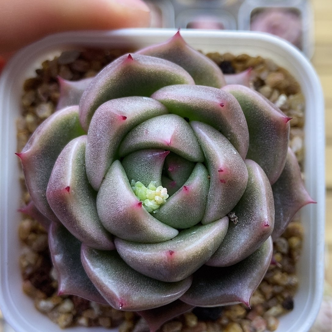 一物一拍一单包邮 148