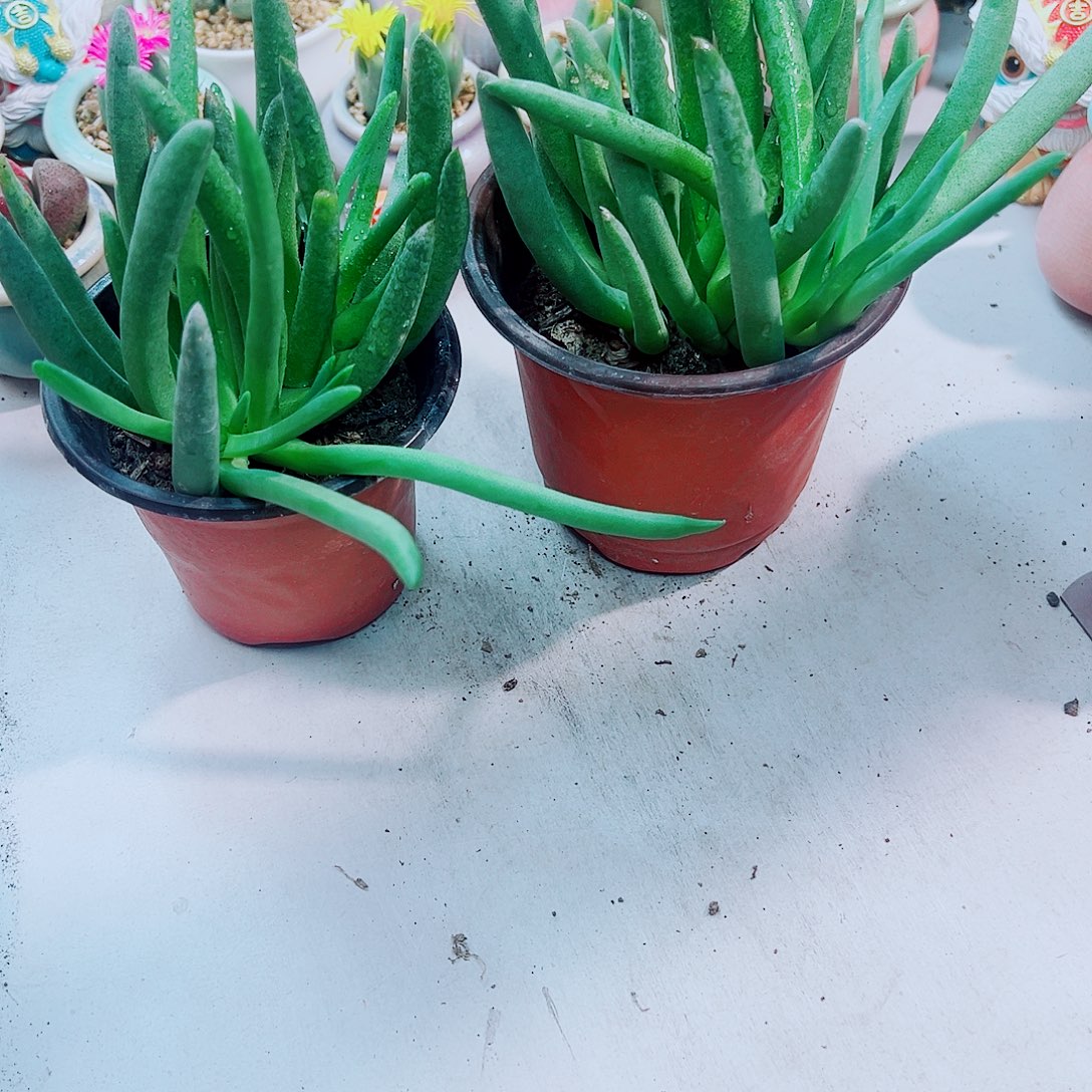 本龙多肉植物一颗