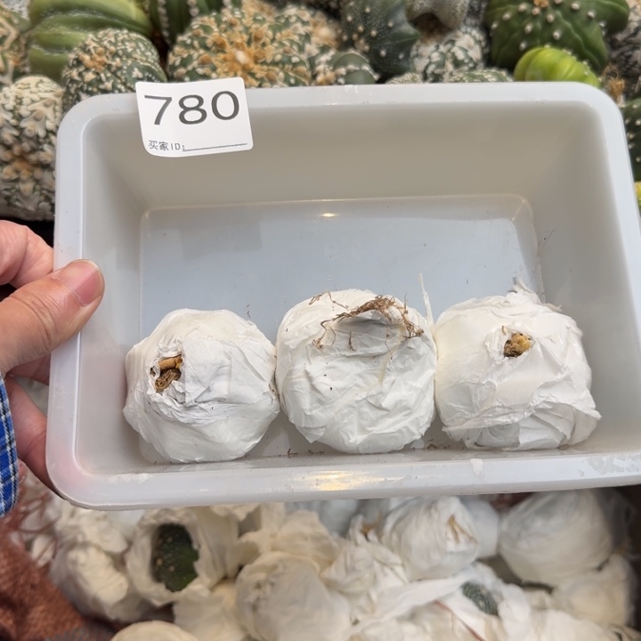 兜星球仙人球780号