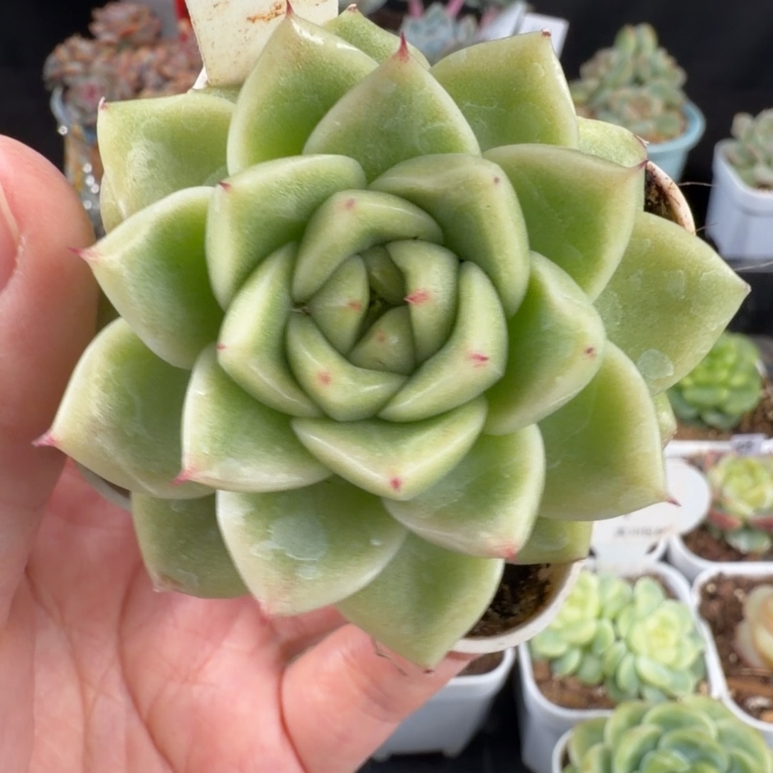 白油大麦秆单头55号