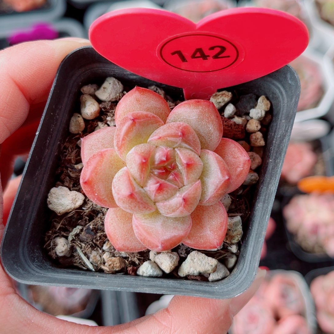 142号新品珍妮单头