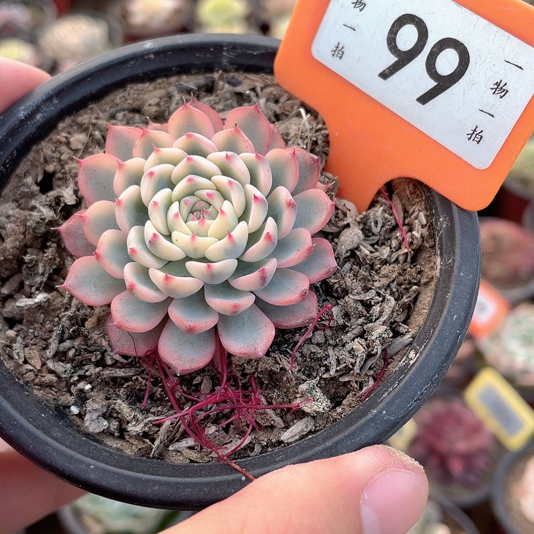 99号姬莲锦多肉植物