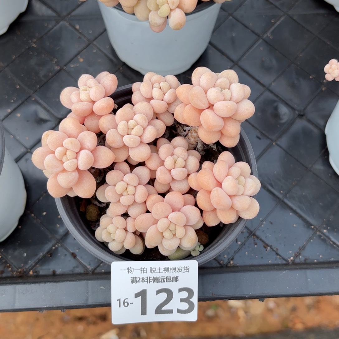 韩系洛可可老桩多肉