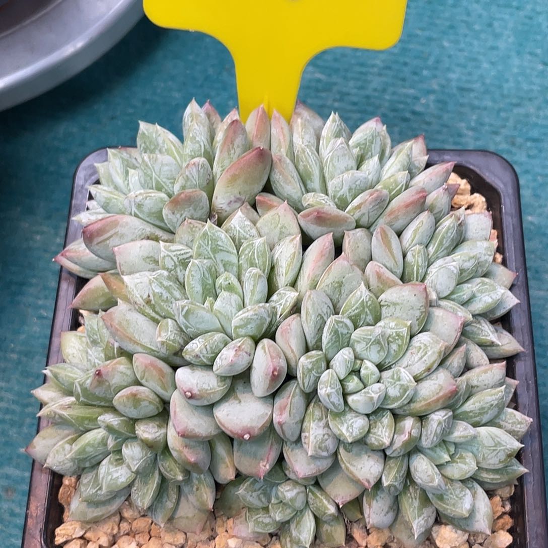 素玖多肉一物一拍7555