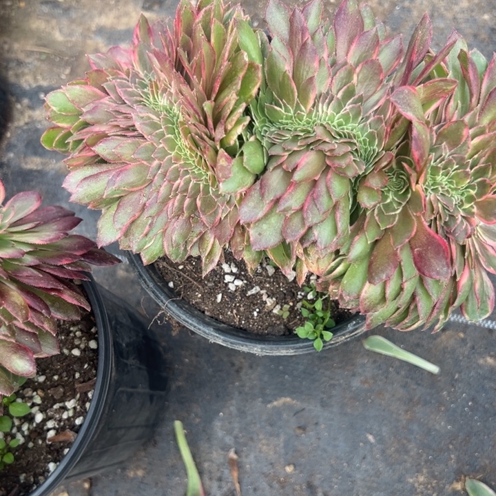 多肉植物黑膜惊缀